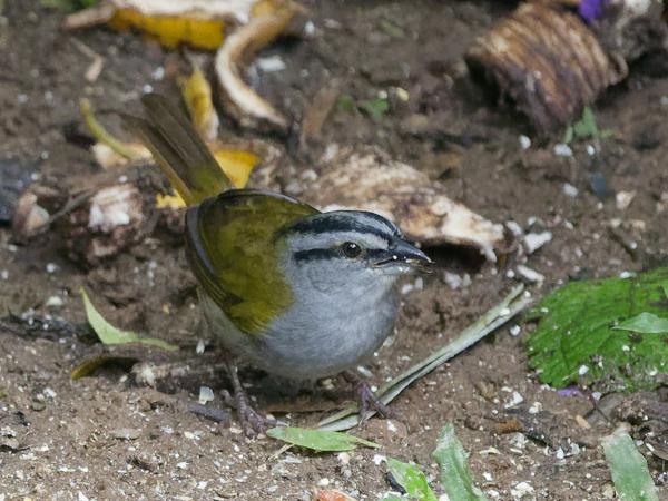 <h3><a href="/trips/costa-rica/biota/animalia/chordata/aves/040 passeriformes/126 emberizidae/arremonops conirostris/arremonops conirostris-nl.html">Arremonops&nbsp;conirostris</a> / Black‑striped&nbsp;sparrow / Panamagors</h3>OM-1 Mark II met OLYMPUS M.150-400mm F4.5 TC, 1/320 sec  bij F5.6, ISO 10000, afstand 13.7&nbsp;m